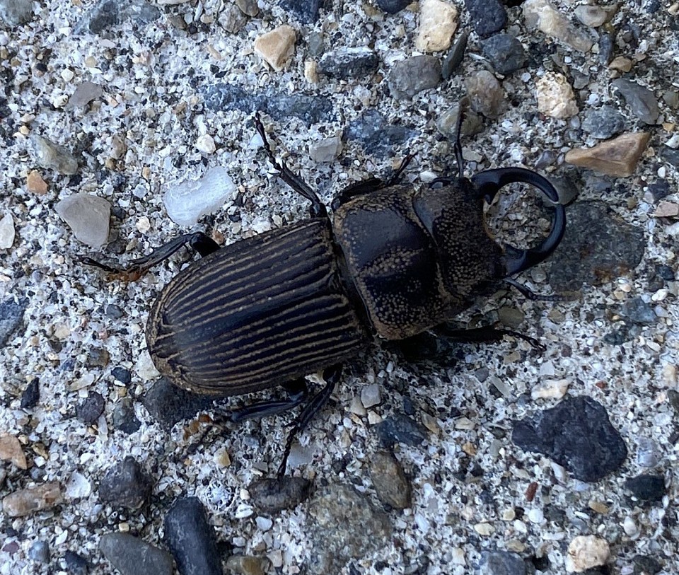 奄美大島の魅力的なクワガタ