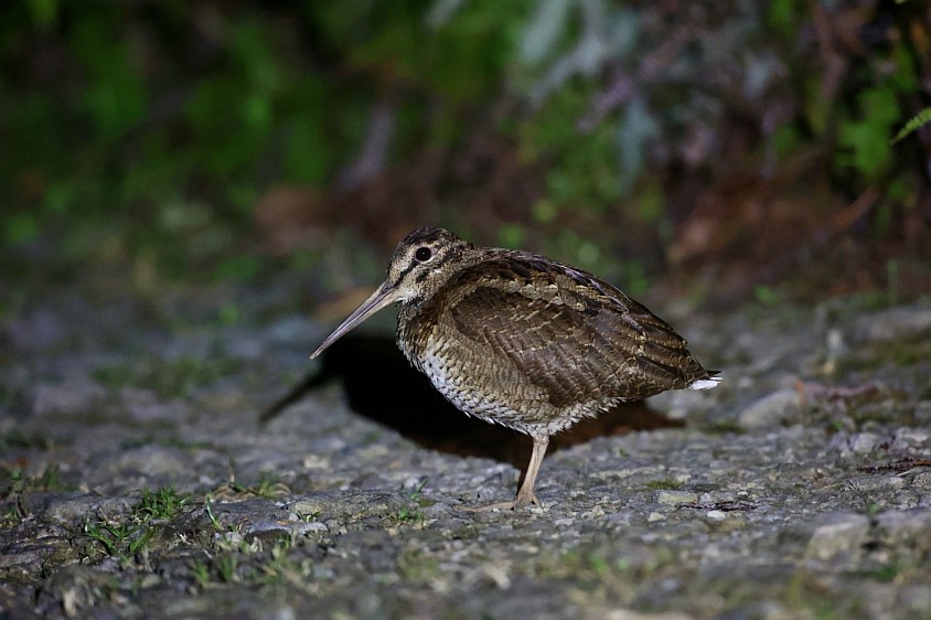 奄美大島の代表的な生き物