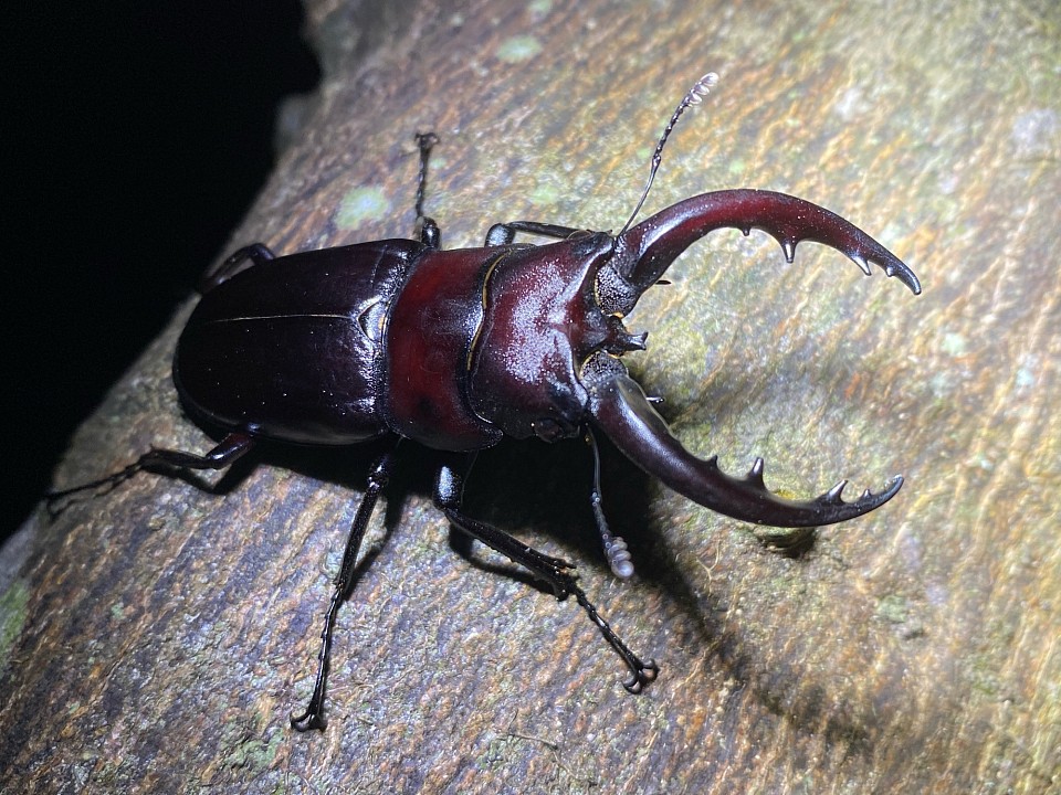 奄美大島の魅力的なクワガタ