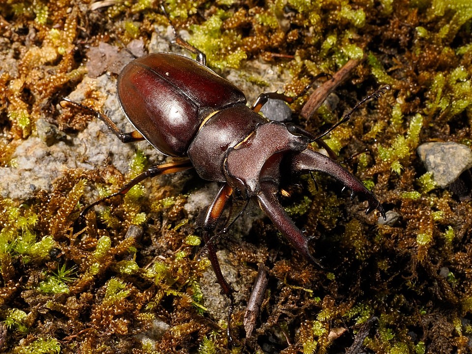 奄美大島の魅力的なクワガタ