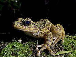 アマミイシカワガエル　繁殖時期：春