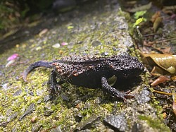 イボイモリ　繁殖時期：1月から2月