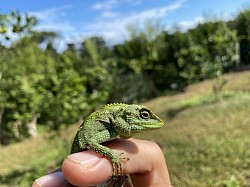 キノボリトカゲ　4月から10月に観察しやすい