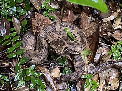 ヒメハブ　他のヘビと比べると寒さに強い