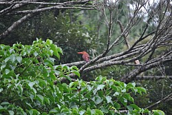 リュウキュウアカショウビン　夏鳥