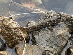 ミナミトビハゼ　汽水域でよく見られる