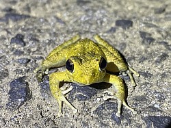 リュウキュウカジカガエル　繁殖時期4月から10月