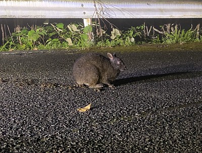 アマミノクロウサギ