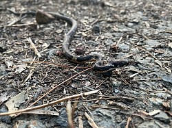 ガラスヒバァ　　水辺を好む　春から秋にかけて田んぼやカエルの集まる水辺に多い