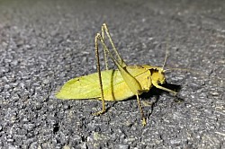 タイワンクツワムシ　通年見られる