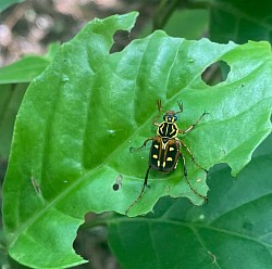 オオシマトラフハナムグリ　春に葉っぱの上で休んでいるのをよく見かける