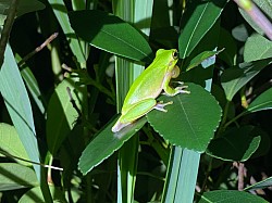 ハロウェルアマガエル　3月から6月の繁殖時期になると水辺に大量に集まる