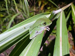 アマミアオガエル　繁殖時期　12月から5月