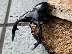 アマミノコギリクワガタ　梅雨明けから一気に活動を開始する　大顎が湾曲しとてもカッコよい