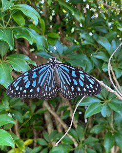 リュウキュウアサギマダラ　成虫越冬する蝶　冬のグッと冷え込んだ日には集団越冬する