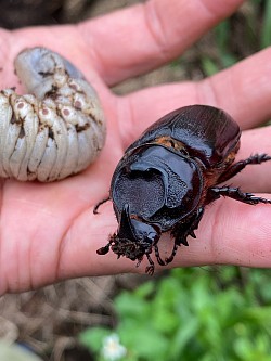 タイワンサイカブト　名前の通り外来種　サトウキビ畑の近くにある街灯によく飛来する