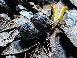 マルダイコクコガネ　奄美と徳之島にほんの僅かだけ生息するとても貴重な種