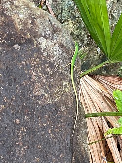 アオカナヘビ　奄美大島では個体数がかなり少ない