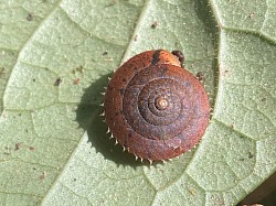 ケマイマイ　殻に毛が生え薄っぺらいカタツムリ