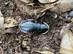 サツマゴキブリ　夏になるとたくさん見かける