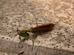 ヒメカマキリ　夏場街灯によく飛来する