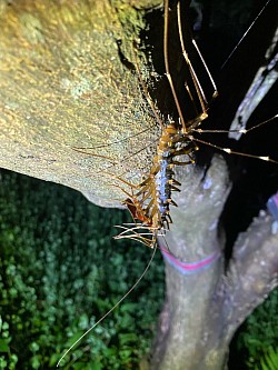 オオゲジ　6月頃から大きな個体に出会えるかも