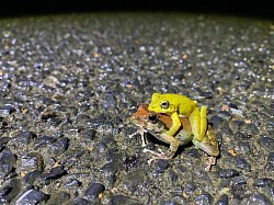 包接中のリュウキュウカジカガエル