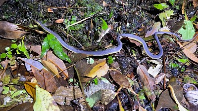 アマミタカチホヘビ