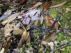 アマミタカチホヘビ