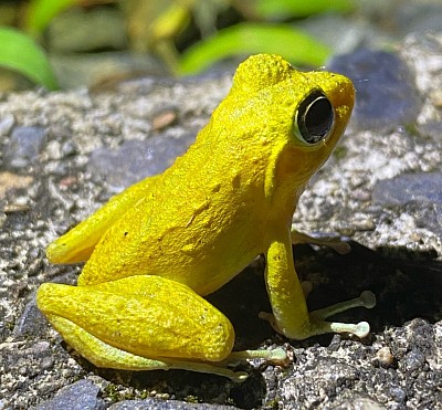 リュウキュウカジカガエル