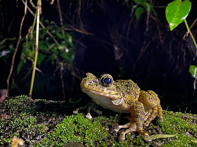 アマミイシカワガエル