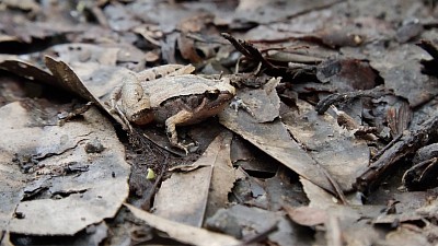 ヒメアマガエル　写真提供:後藤義仁さん