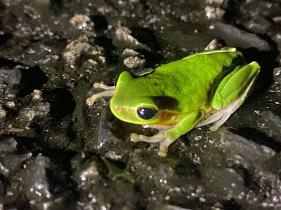 ハロウェルアマガエル