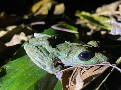 アマミアオガエル