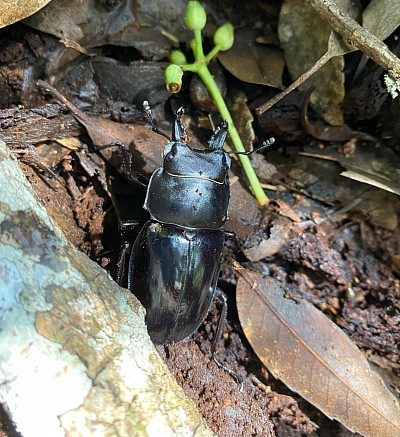 アマミマルバネクワガタ