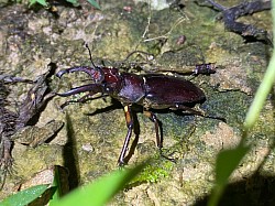 アマミミヤマクワガタ