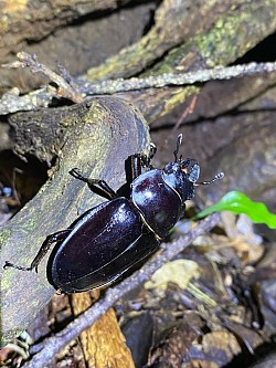 アマミマルバネクワガタ　雌