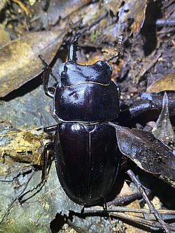 アマミマルバネクワガタ