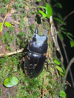 アマミマルバネクワガタ