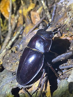 アマミマルバネクワガタ