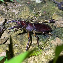 アマミミヤマクワガタ