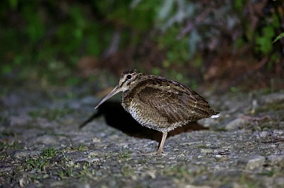 アマミヤマシギ　写真提供:後藤義仁さん