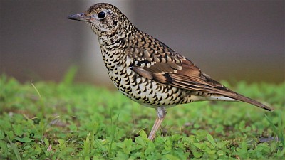 オオトラツグミ　写真提供：後藤義仁さん