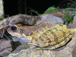 アマミハナサキガエル