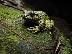 アマミイシカワガエル