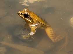 アマミアカガエル