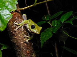 アマミアオガエル