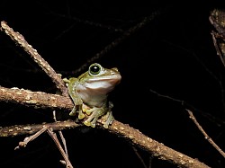 アマミアオガエル