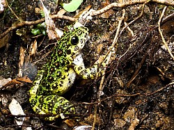 アマミイシカワガエル