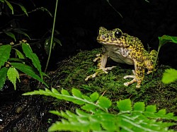 アマミイシカワガエル